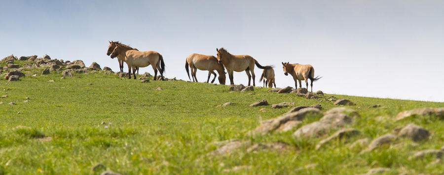 Gorgeous Takhi-wild horses, Khustai national park
