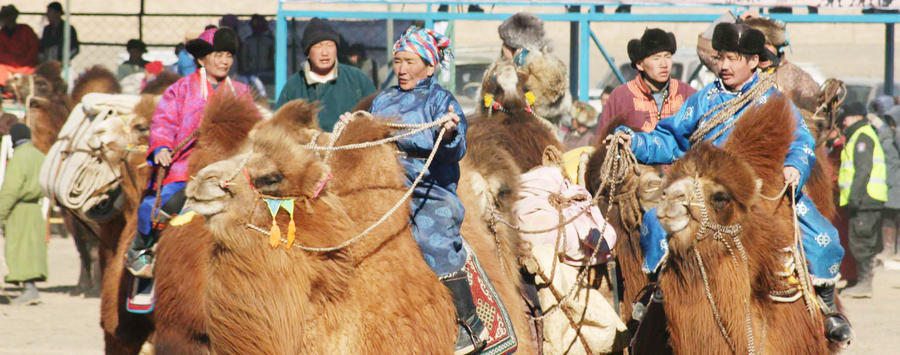 Watch Camel Competitions