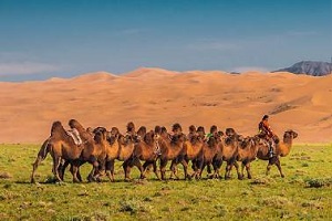 Gobi desert, Land of Dinosaurs 