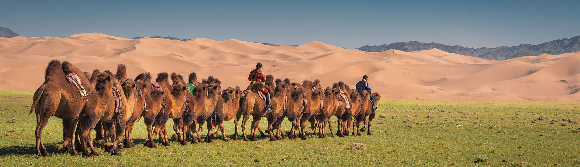 Camel riding in gobi desert, Mongolia