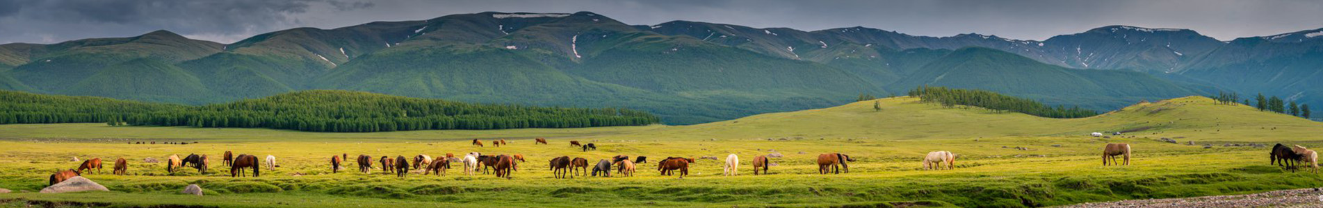 Mongolia Tours