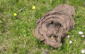 Treasure of Steppe – Dried Dung