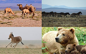 Introducing The Great Gobi Six- Integral Part of the Mongolian Gobi Ecosystem