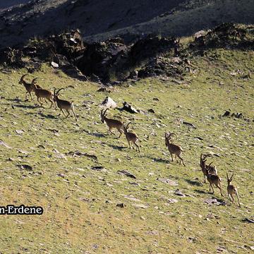 Wildlife Viewing in Western Mongolia Tour (10 days)