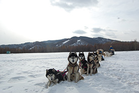 Siberian Husky -Dog sledding in Mongolia