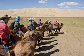 Mongolia camel