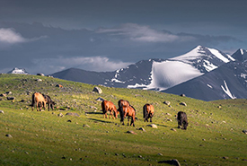Mongolia Natural zone