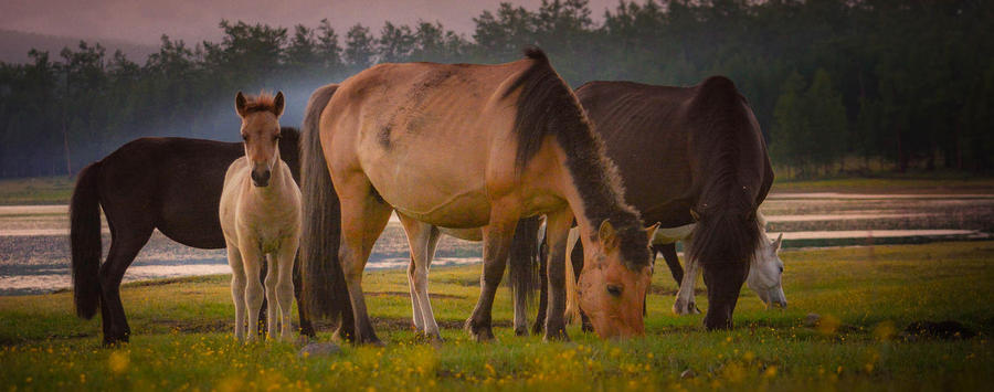 Learn About Horsemanship