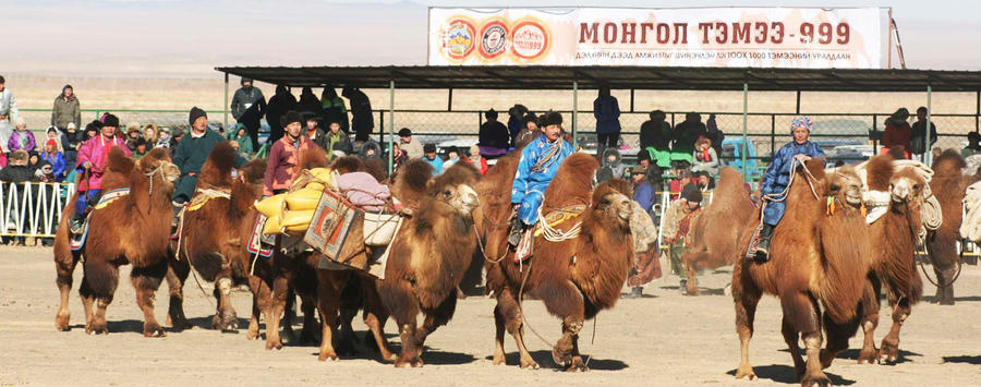 Watch Camel Competitions