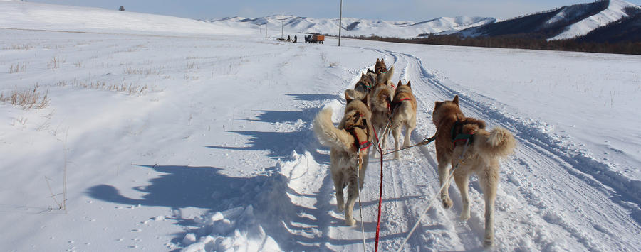 Dog sledding and Chinggis khaan statue