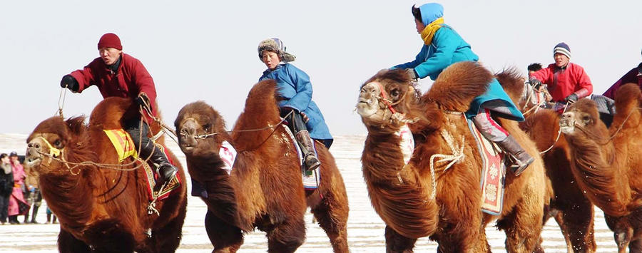 Watch the Camel Races