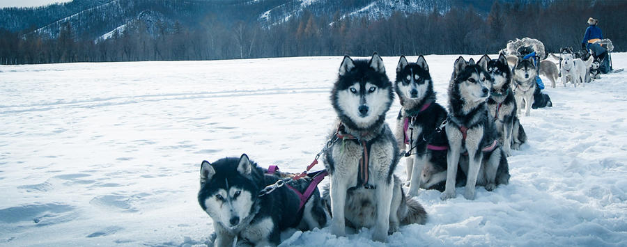 Dog sledding and Chinggis khaan statue