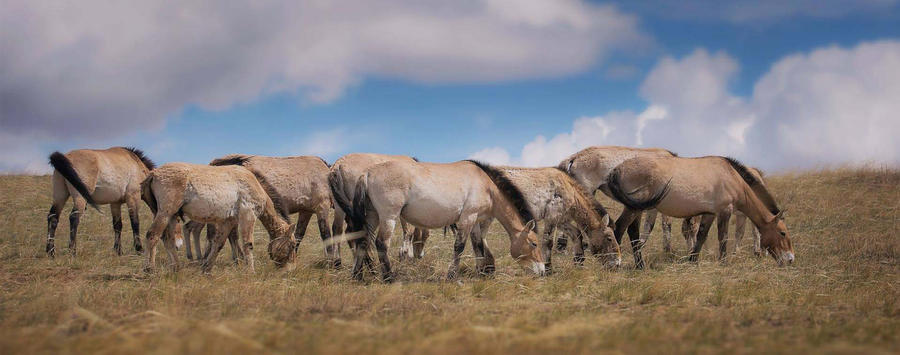 Experience Amazing Przewalski Horses