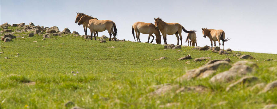 Gorgeous Hustai National Park 