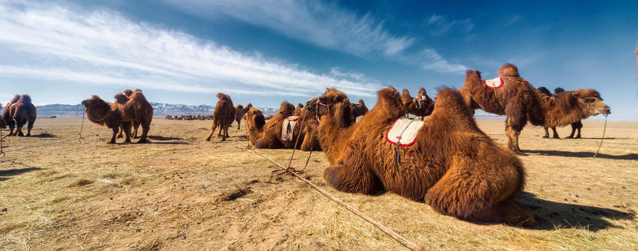 Learn About Bactrian Camels