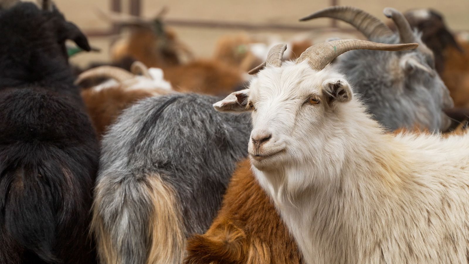 cashmere-mongoila-goat