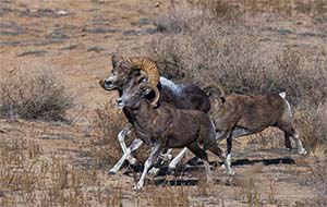 Animals of Mongolia