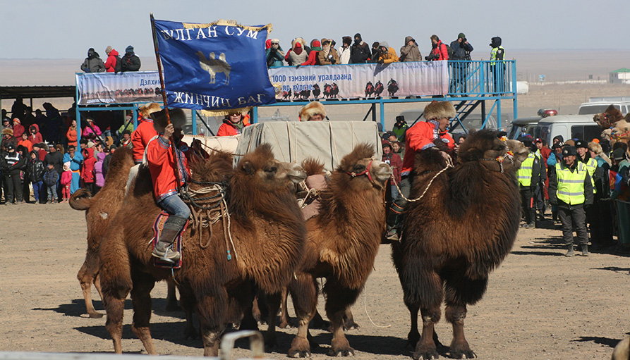 Camel festival mongolia