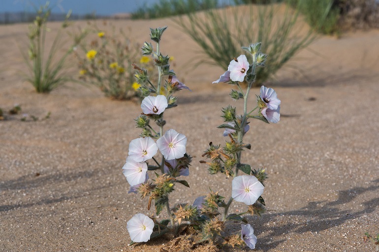 Plants of the Gobi Desert