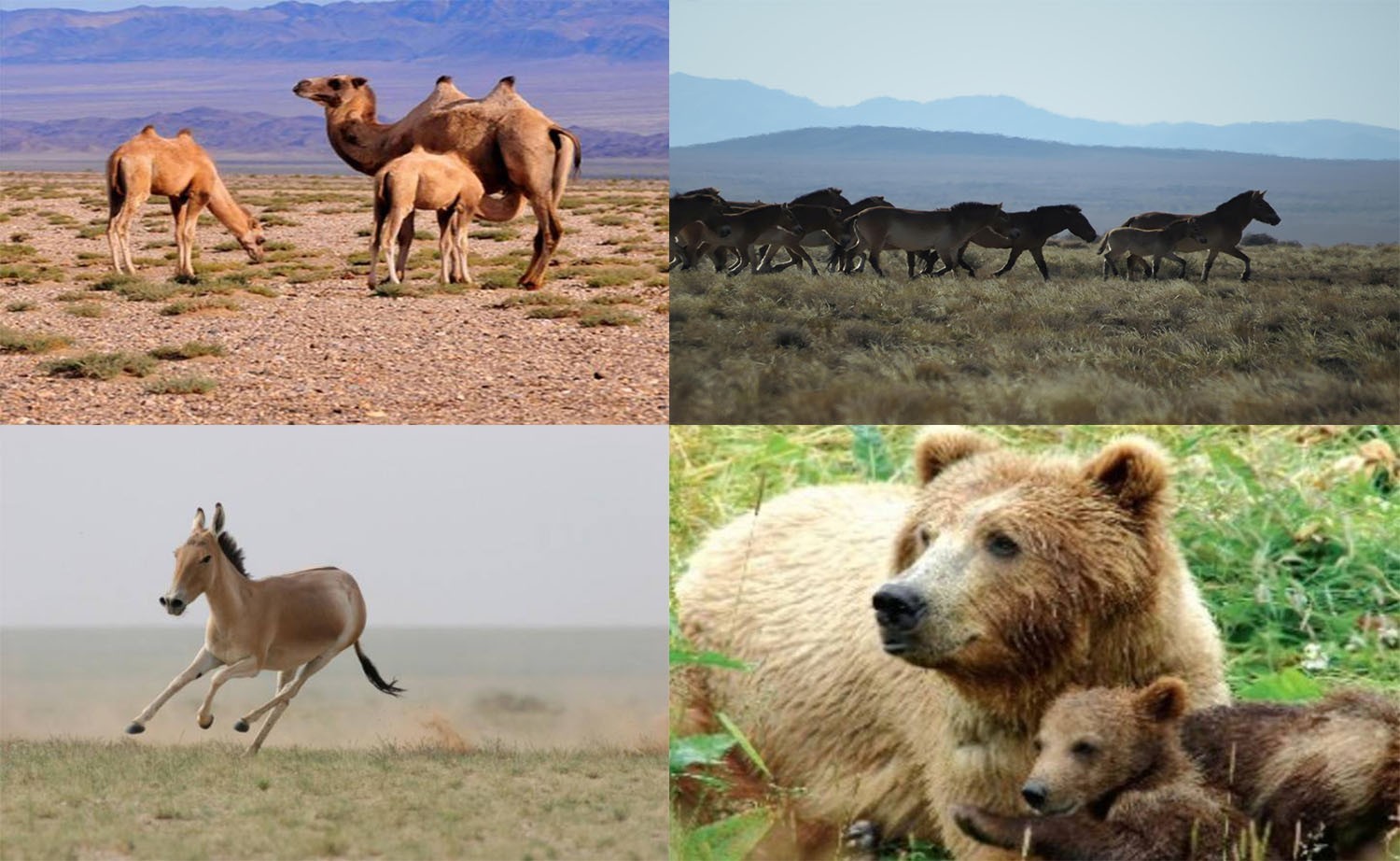 Introducing The Great Gobi Six- Integral Part of the Mongolian Gobi Ecosystem