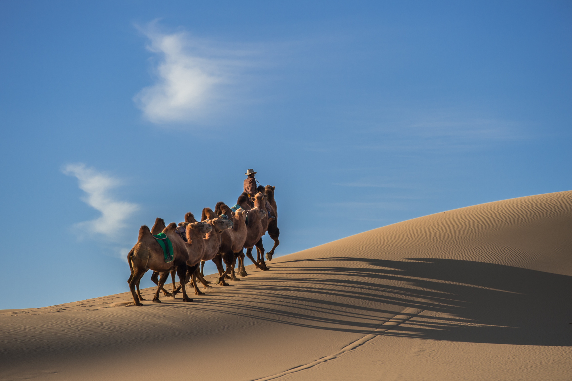 Camel Herder in Gobi