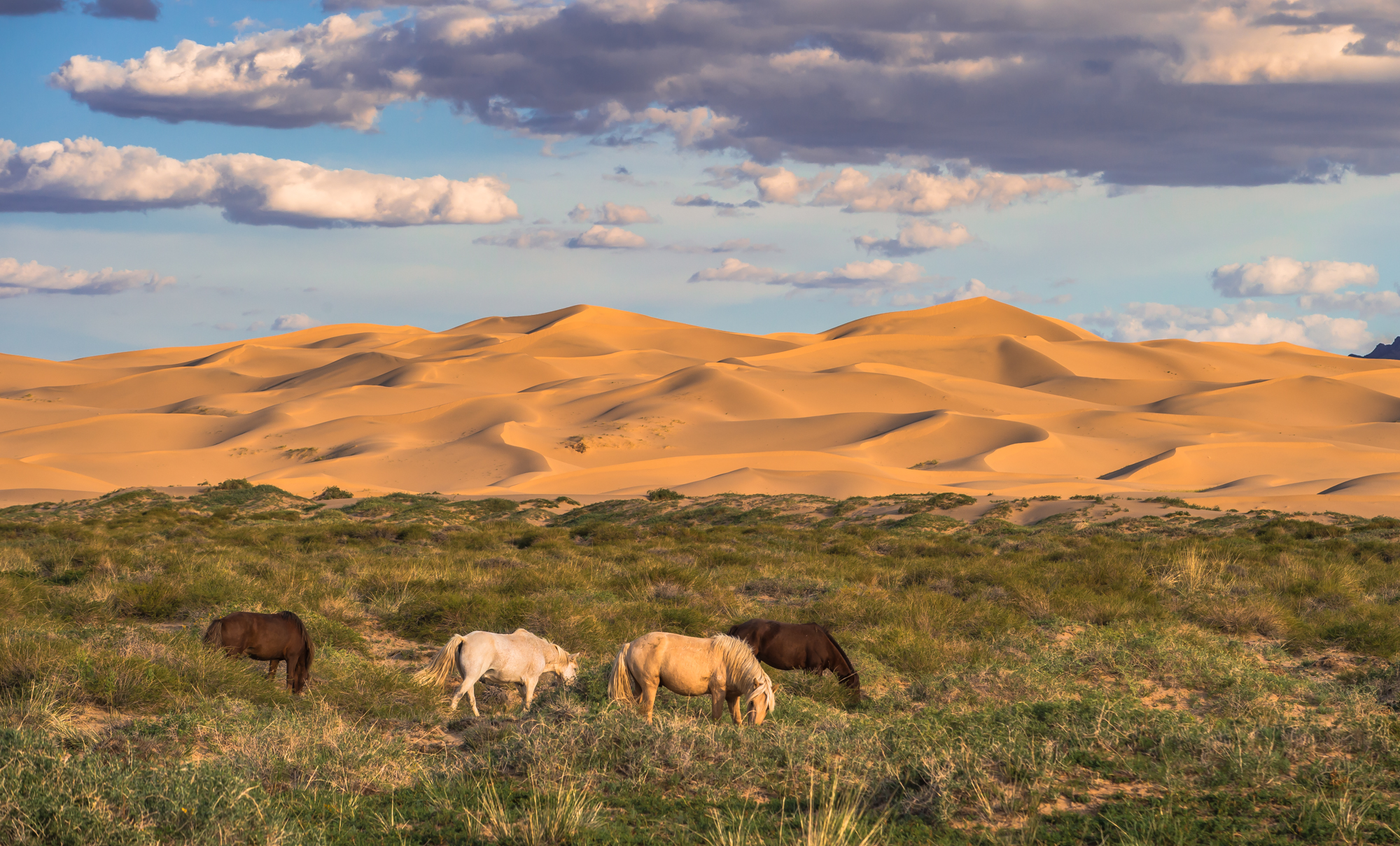 Gobi ecosystem