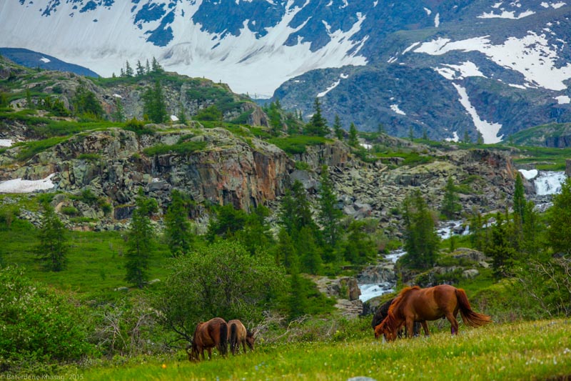 Animals of the Altai Mountains