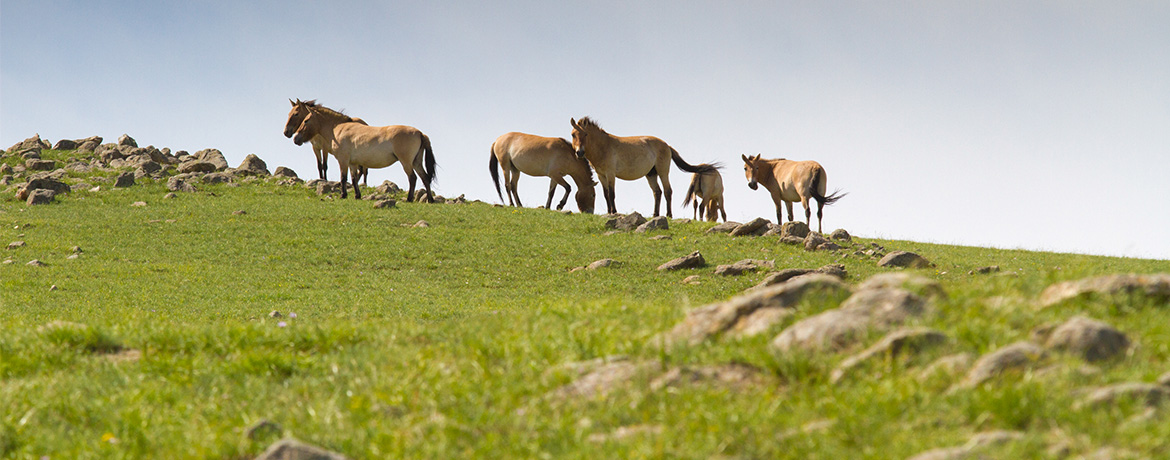 Przewalski’s Horses: The World’s Last Wild Horses