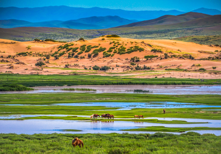 Animals In Gobi Desert Animals In Gobi Desert