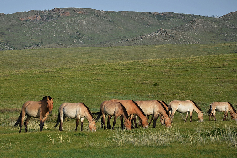 przewalski-horses-wild-horse-hustai-mongolia
