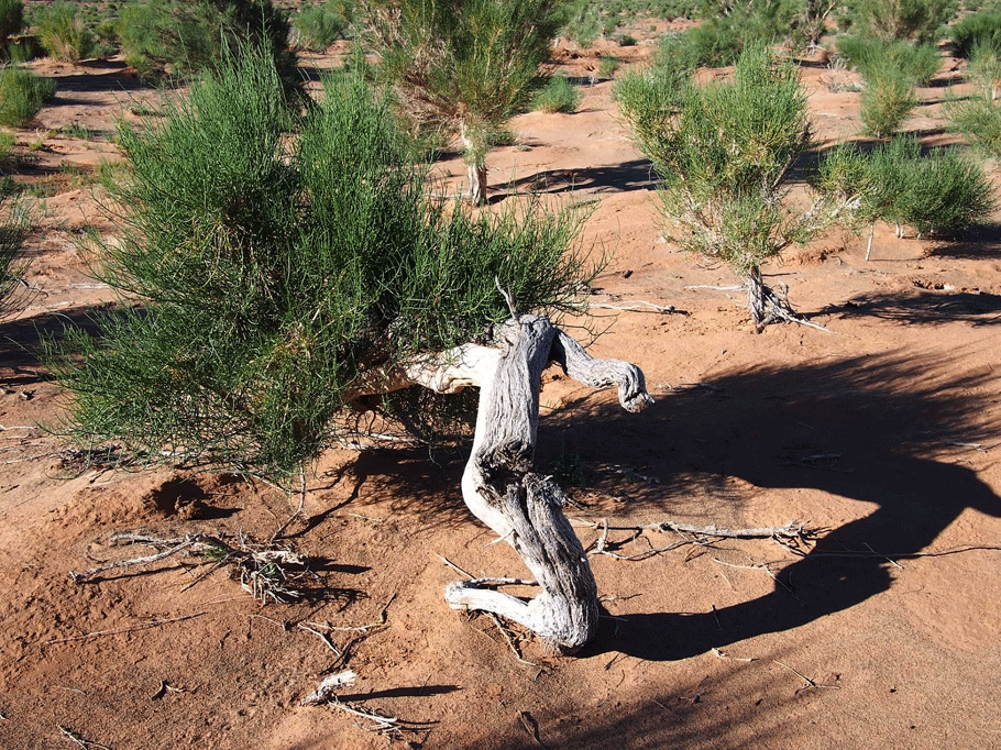 Gobi Desert Plants