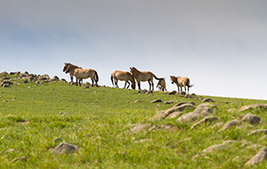 Przewalski’s Horses: The World’s Last Wild Horses