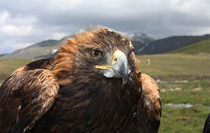 b-thumb-animals-of-altai