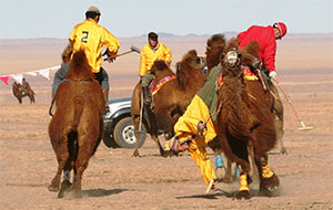 Camels traveled 1000 km to participate in the Camel polo festival