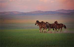 How To Ride A Mongolian Horse