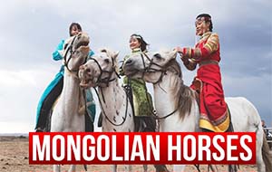 b-thumb-mongolia-horses
