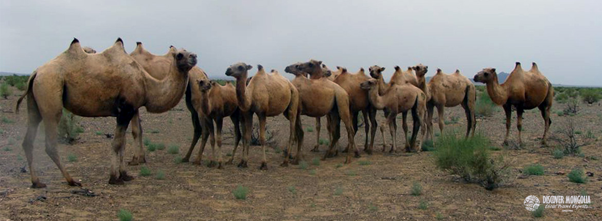 Animals In Gobi Desert