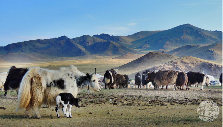 Mongolian nomadic life