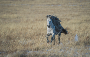 horse_riding_thumbnail