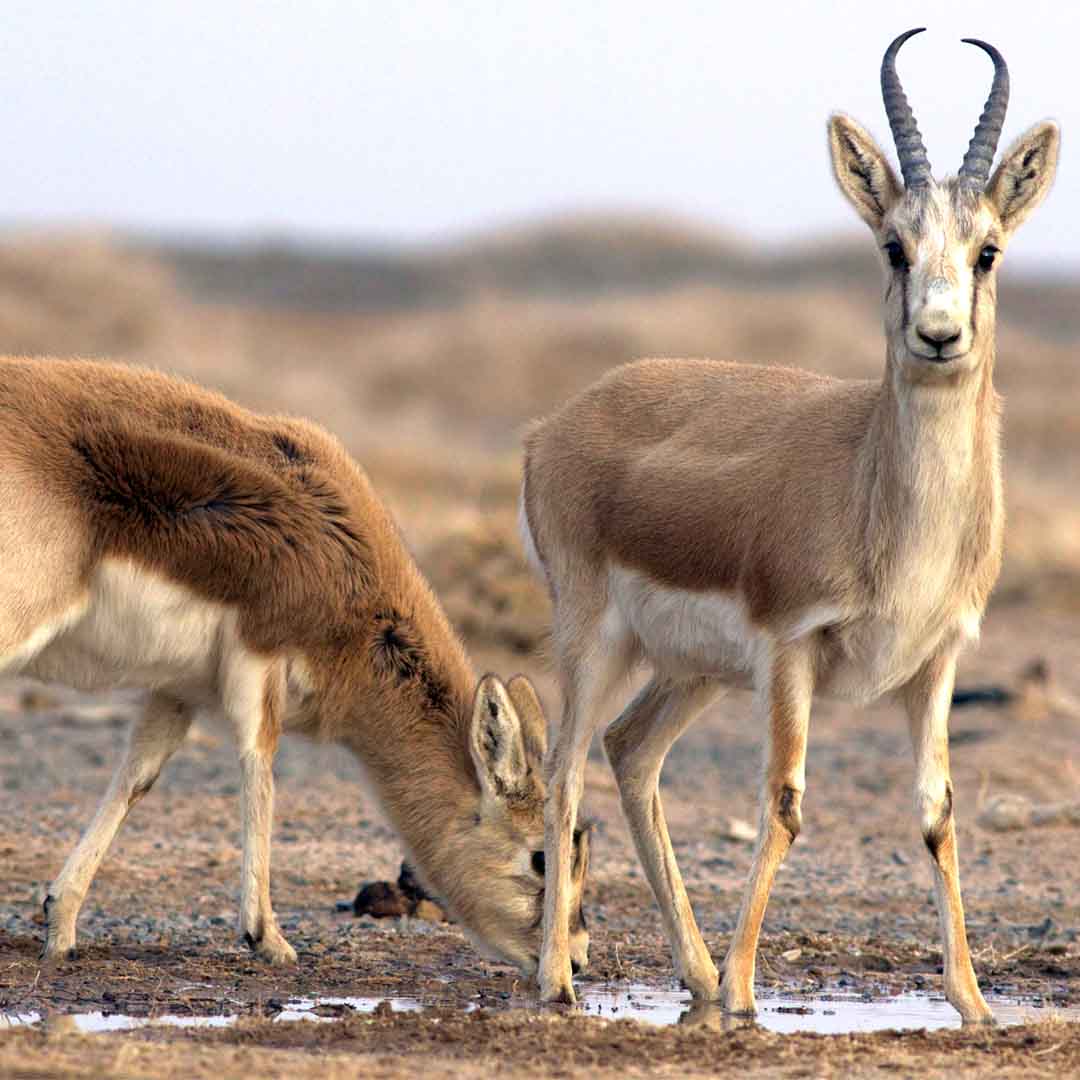 Animals In Gobi Desert