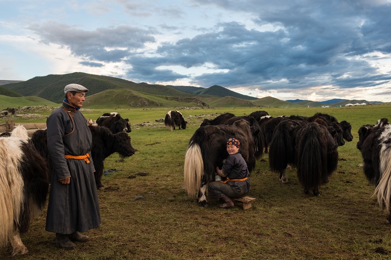 Mongolian herders milking yak
