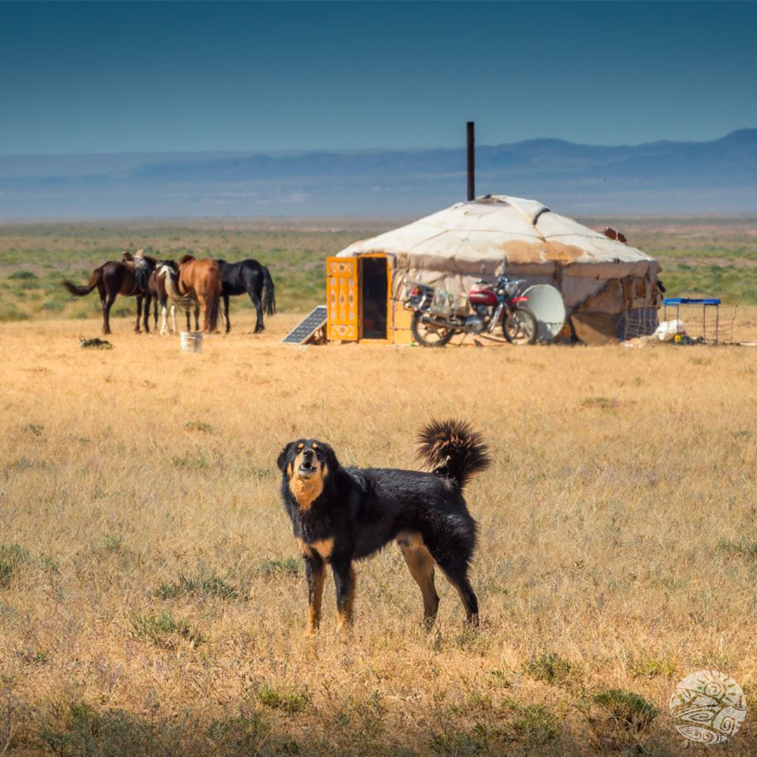 grey nomads travelling with dogs