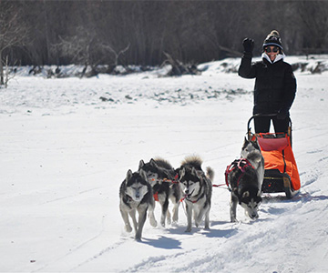 Dog Sled & Chinggis Khaan Statue Tour (1 day)