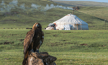 Altai Eagle Festival & Altai Mountains Photo Tour (10 days)