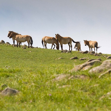 Horseback Adventure in Khustai National Park (2 days)