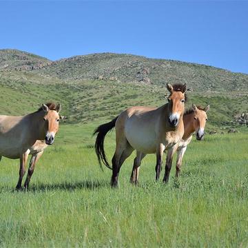 Terelj, Khustai and 13th Century National Park Tour (3 days)