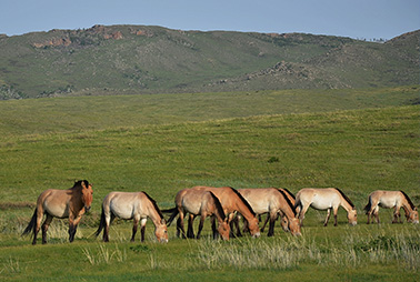 thu-around-ub-Khustai-np