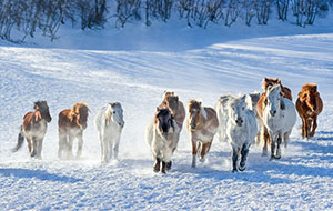 Winter Horse Festival (4 days)